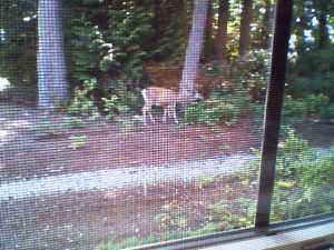 Jay's window with deer