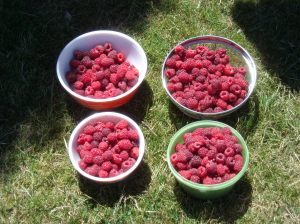 biggest harvest day yet