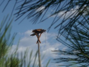 Osprey nest just beyond the center field fence