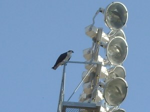 Osprey perched on outfield light standard