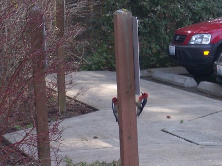 Redbellied Sapsuckers