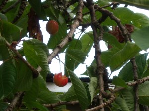 DSCN0927 Rainier cherries - good if you can get to them before the birds and squirrels