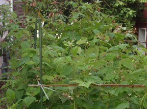 DSCN0928 June Raspberries