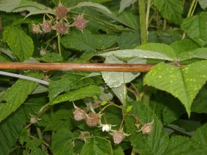 DSCN0929 Growing, growing