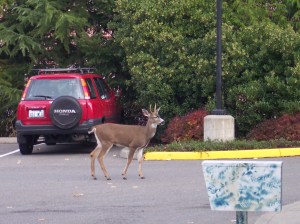 young buck on his way to work