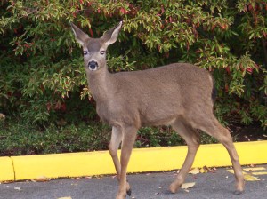 Doe Jane - taking a break