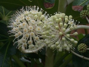 DSCN1206 Flowering Fatsia