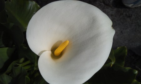 Calla Lily 1