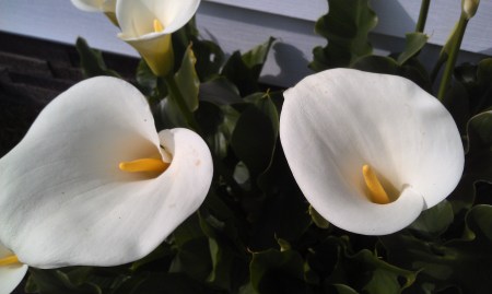 calla lily 4