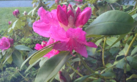 Thursday Rhody 1