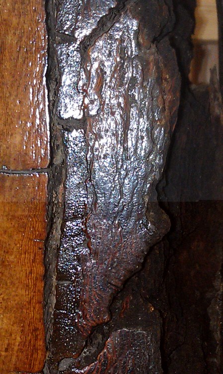 log bark