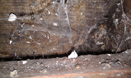 A little hole in the wood just at the top of the concrete wall