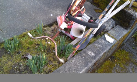 Daffodils fighting for their space