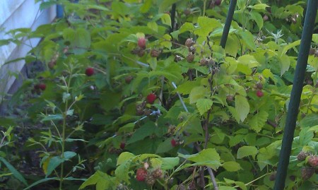 Rasberry crop coming in