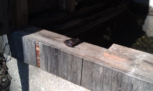 Wildlife Siting in a Spring Box