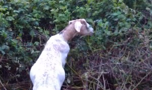 Working the hillside