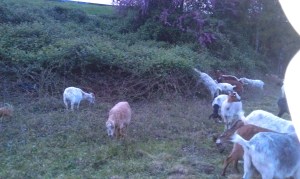 A few of the 25-30 goats on site.