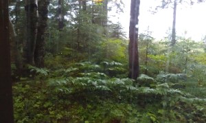 Bars of water on the window