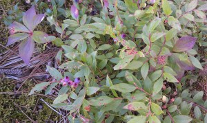 Blueberries in the Making