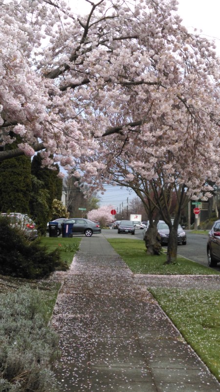 Springtime in Seattle