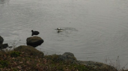 wp-1454811621697 image